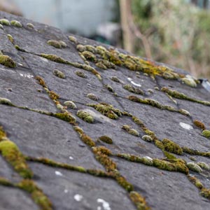 Moss or Algae Growth