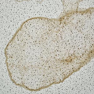 Stains on interior ceilings